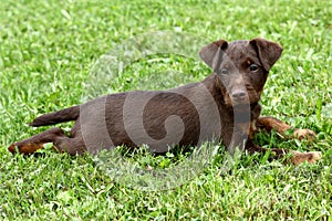 German Hunting Terrier puppy