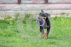 German hunting terrier runs forward