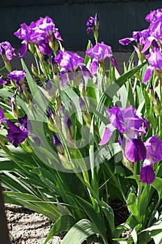 German iris in bloom in spring