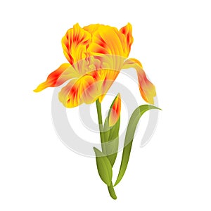 German Iris, Iris germanica with leaves   sketch isolated on white background vintage vector illustration editable hand