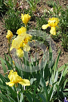 German iris with yellow flowers in spring