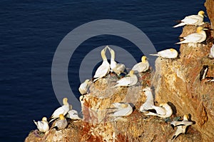 German island Helgoland - northern gannets