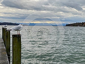 German lake `Starnberger See` with seagulls with cloudy sky