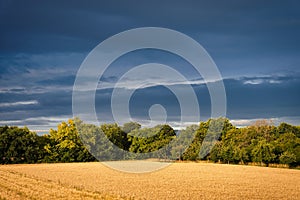 German landscape near Heidelberg with a corn field and trees. Sunshine after a rainstorm