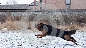 German long-haired jump in winter