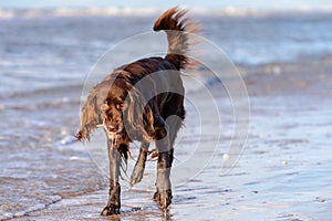 A German longhaired Pointer