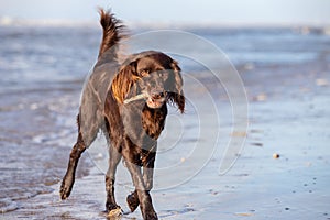 A German longhaired Pointer