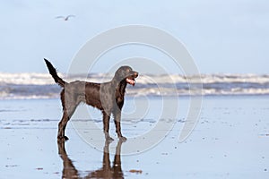 A German longhaired Pointer on the beach