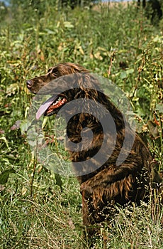 German Longhaired Pointer Dog pet