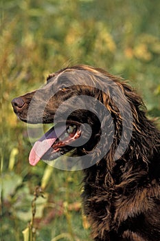 German Longhaired Pointer Dog with Tongue out