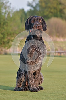 German longhaired pointer. Happy outdoors On the green lawn.