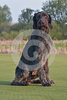 German longhaired pointer. Happy outdoors On the green lawn.