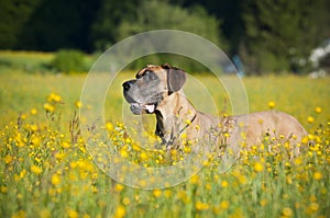 German mastiff # 3