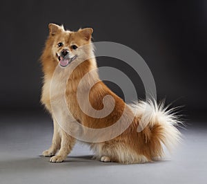 German medium spitz dog