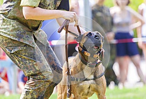 german military police dog