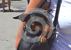 German miniature pinscher pet dog sitting hidden in its owner`s handbag on a busy city street