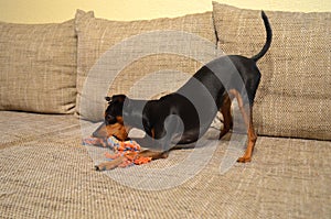 German miniature pinscher pet dog on a sofa with its toy