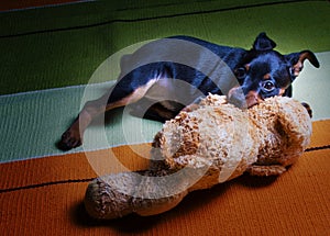 German miniature Pinscher puppy black tan color plays with a soft Teddy bear on the rug on the floor