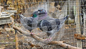 German Modena couple pigeon. Decorative colorful pigeons