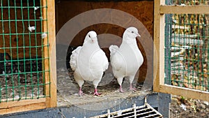 German Modena white couple pigeon