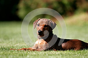 German pincher puppy