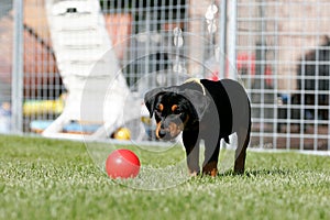 German pincher puppy