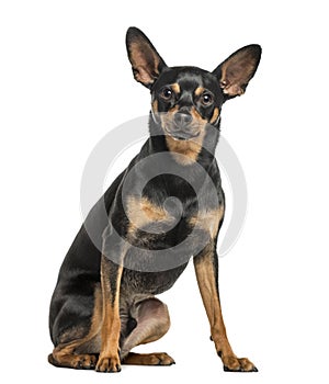 German Pinscher, 2 years old, isolated on white
