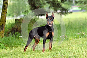 German Pinscher dog