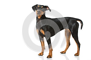 German pinscher dog