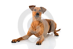 German pinscher dog