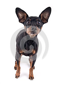 German pinscher dog breed