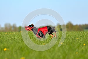 German Pinscher dog running coursing
