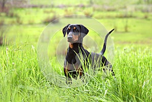 German Pinscher dog photo