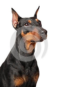 German Pinscher faithfully watching on white background