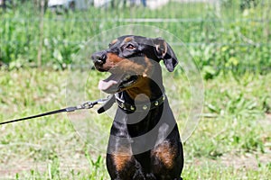 German pinscher puppy with lolling tongue is sitting on a green meadow. Pet animals