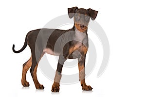 German pinscher puppy standing isolated on white