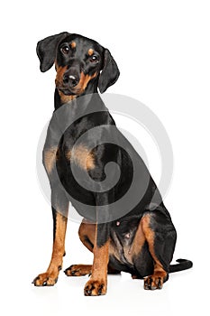 German Pinscher sitting on white background