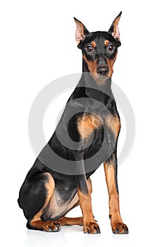 German pinscher photo