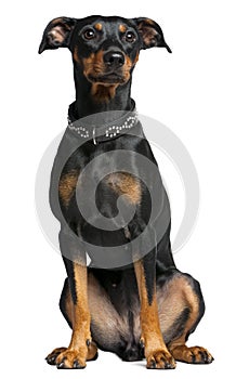 German pinscher, 2 years old