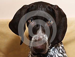 German pointer