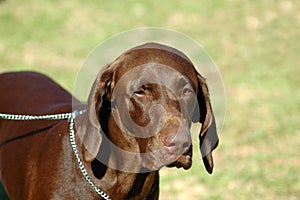 German Pointer dog