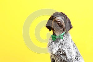 German pointer dog with bow tie