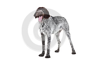 German pointer dog