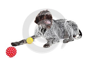 German pointer dog with toys