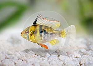 German Ram cichlid Mikrogeophagus ramirezi aquarium fish