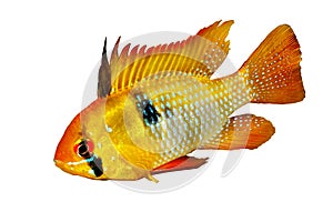 German Ram cichlid Mikrogeophagus ramirezi aquarium fish butterfly cichlid