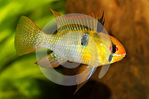 German Ram cichlid Mikrogeophagus ramirezi aquarium fish butterfly cichlid