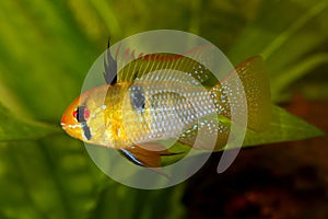 German Ram cichlid Mikrogeophagus ramirezi aquarium fish butterfly cichlid