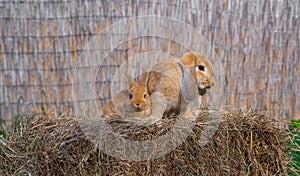 German rams - dwarf rabbits - female rabbit and kid sit on a hay before Easter