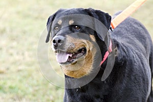 German Rottweiler dog
